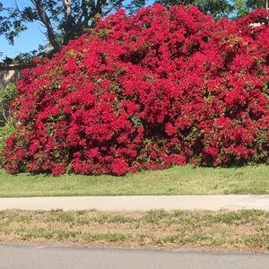 Meet your Posher, Bonnie